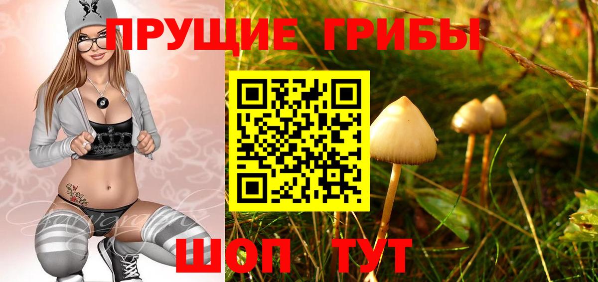 Галлюциногенные грибы Psilocybe Звенигород